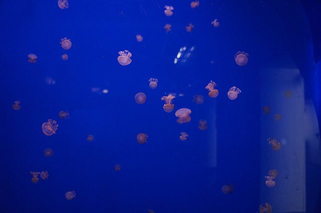 Jellyfish in an aquarium tank