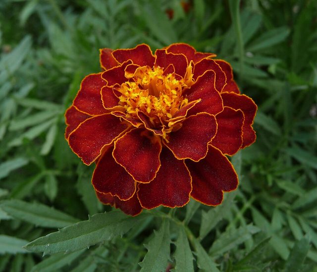 Marigold flowers