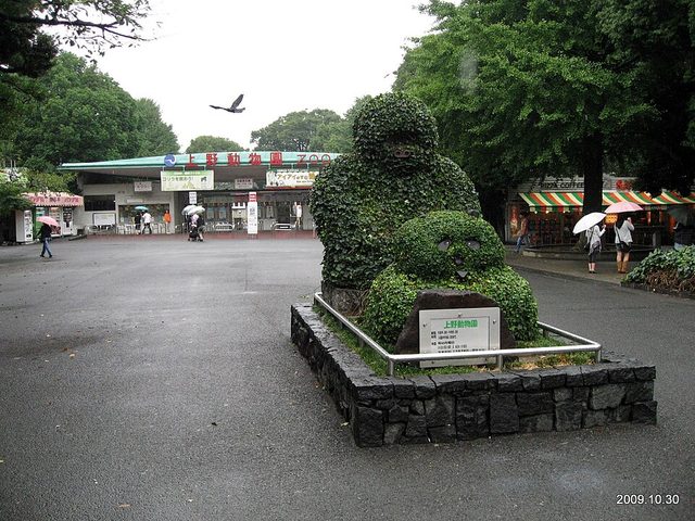 Giant panda